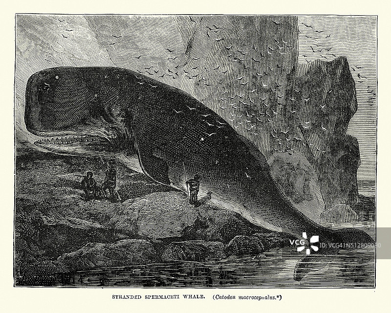 19世纪搁浅的抹香鲸图片素材