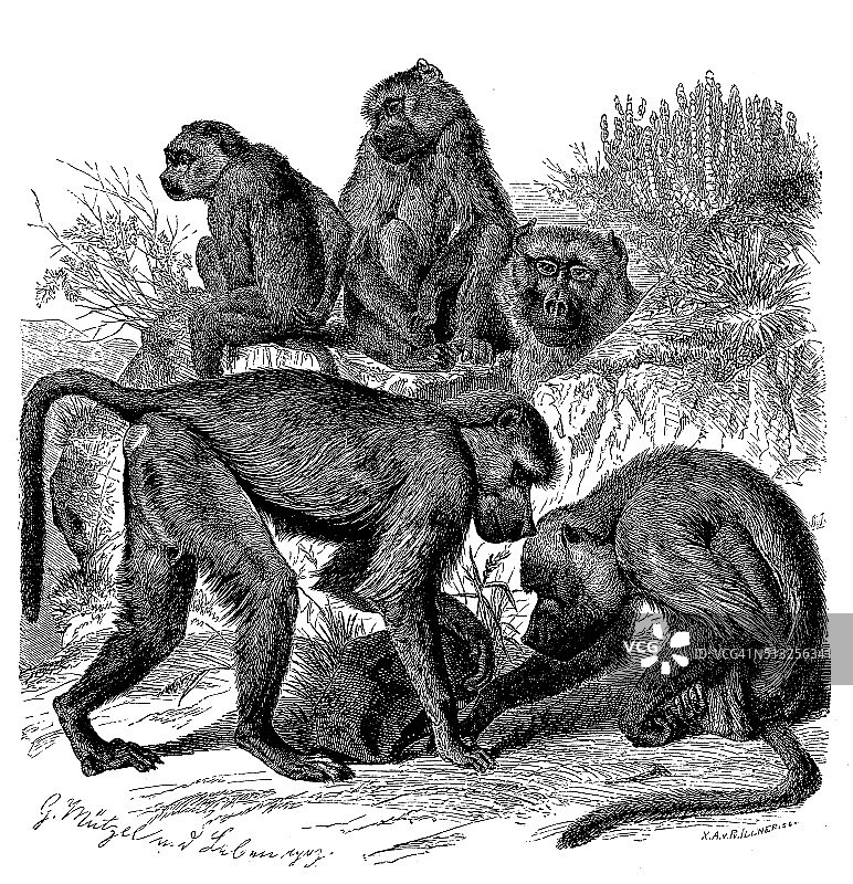 古董插画：黄狒狒图片素材