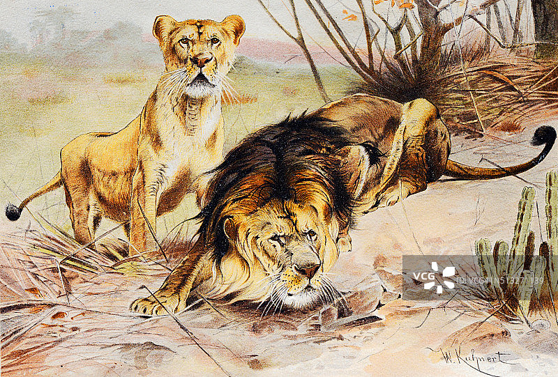 古代插画：狮子图片素材