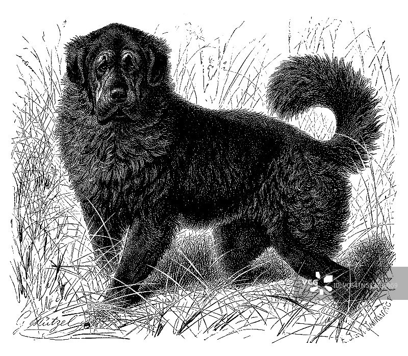 藏獒古董插画图片素材