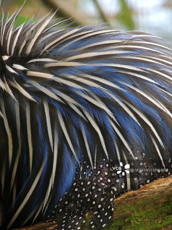 珠鸡羽毛背景图片素材