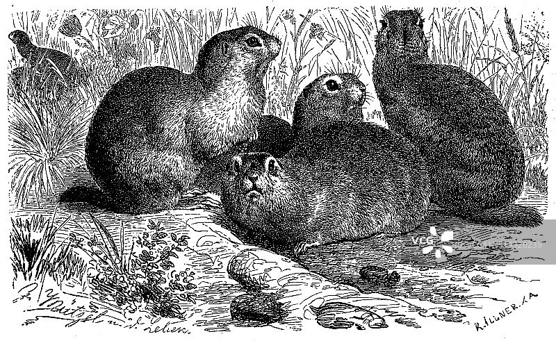 欧洲地松鼠的古董插画图片素材