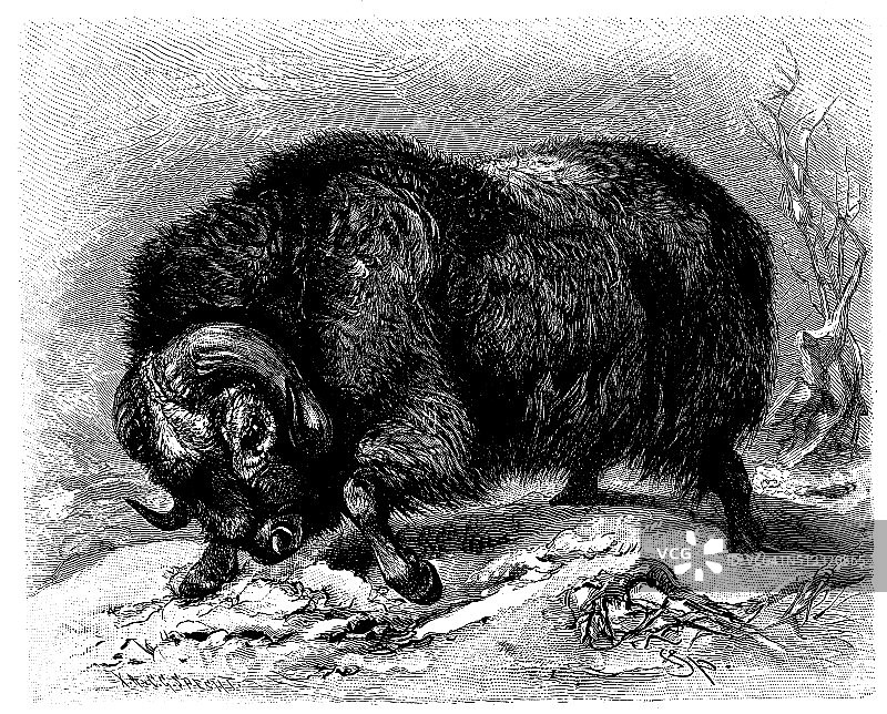 麝牛的复古插画图片素材