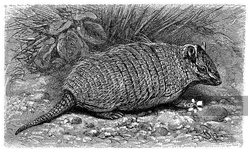 六带犰狳古董插画图片素材