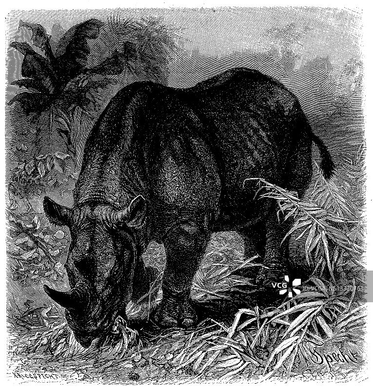 黑犀牛古董插画图片素材