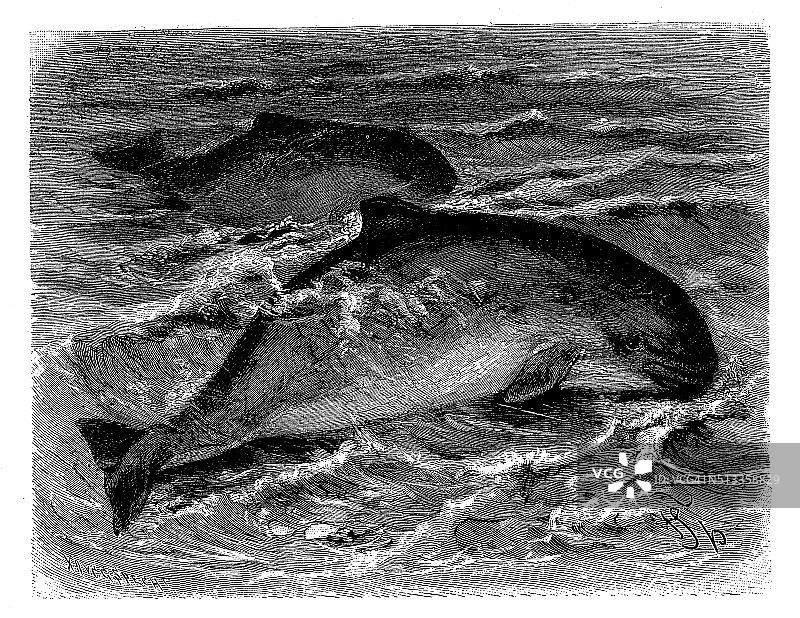 港海豚（Phocoena phocoena）的古董插画图片素材