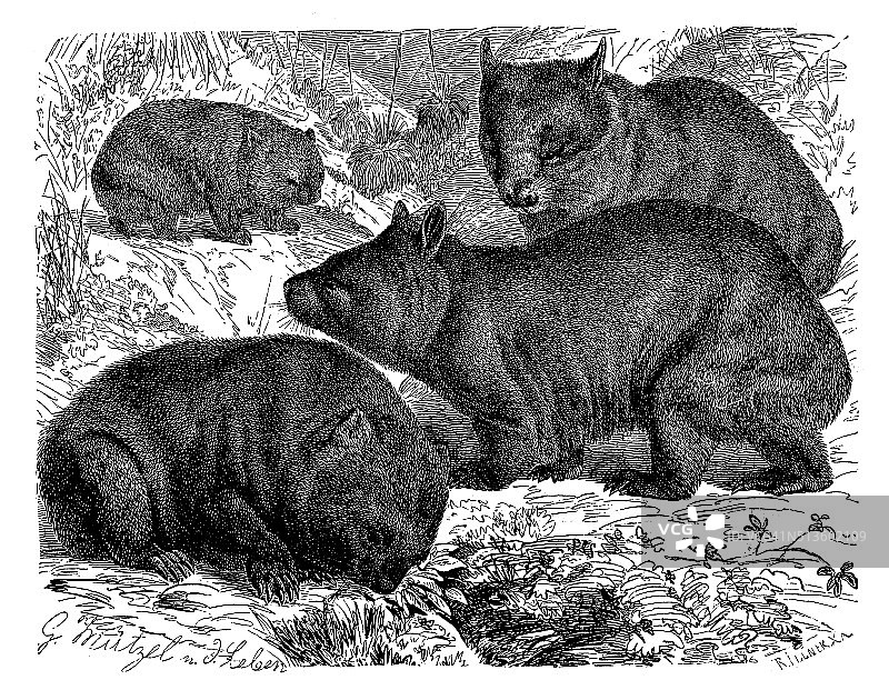 袋熊复古插画图片素材