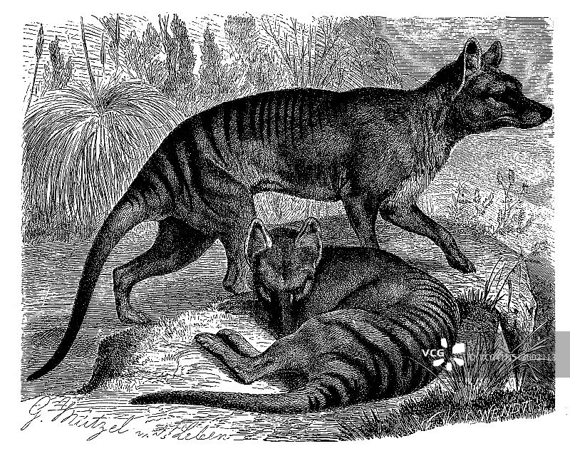 袋狼（Thylacinus cynocephalus）古董插画图片素材