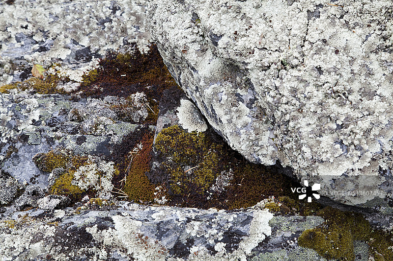 岩石背景纹理上的苔藓图片素材