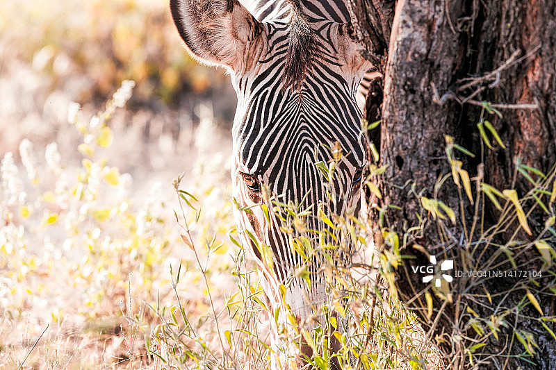 雄性格雷维斑马肖像图片素材