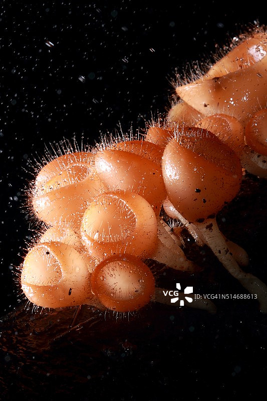 热带雨林中的蘑菇真菌图片素材