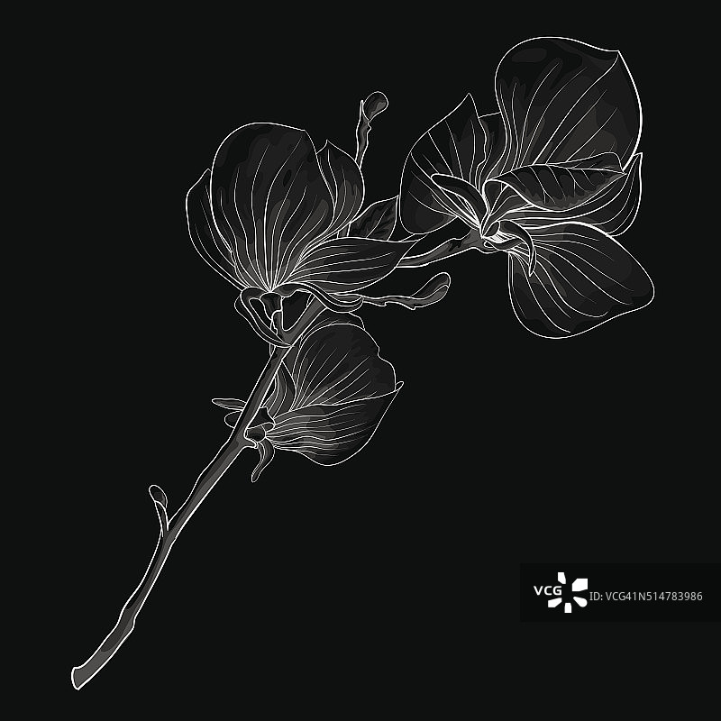 黑白玉兰花枝图片素材