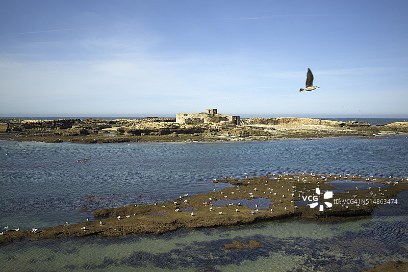 渔港前岛屿上的海鸥图片素材