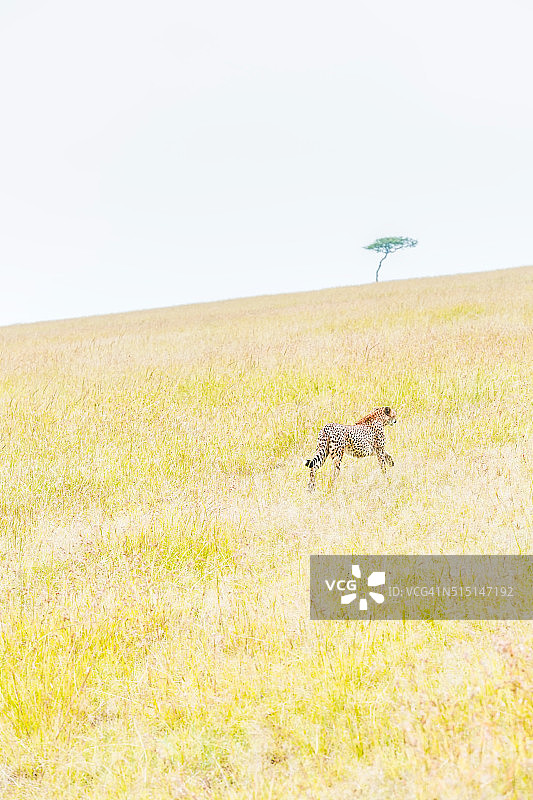 奔跑的猎豹图片素材