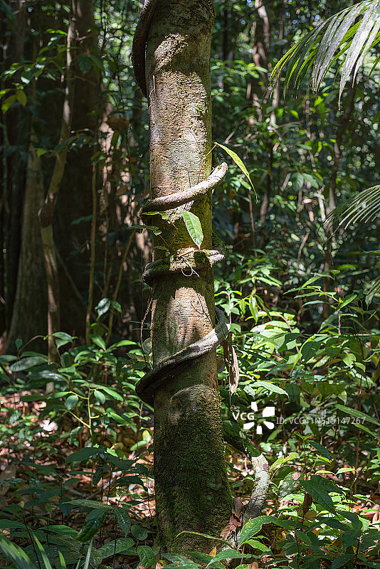 婆罗洲雨林图片素材