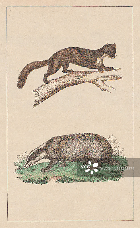 1873年出版的松貂和獾石版画图片素材