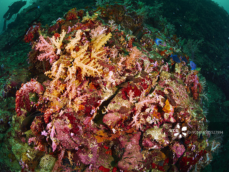 珊瑚礁和礁鱼图片素材