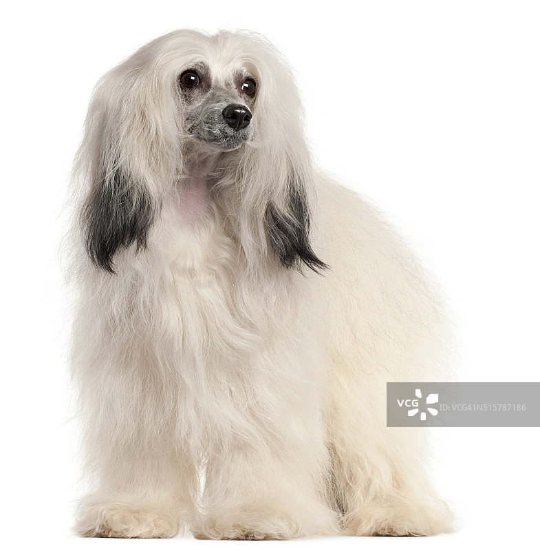 15个月大的中国冠毛犬图片素材