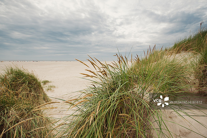 海滩上的沙丘草图片素材