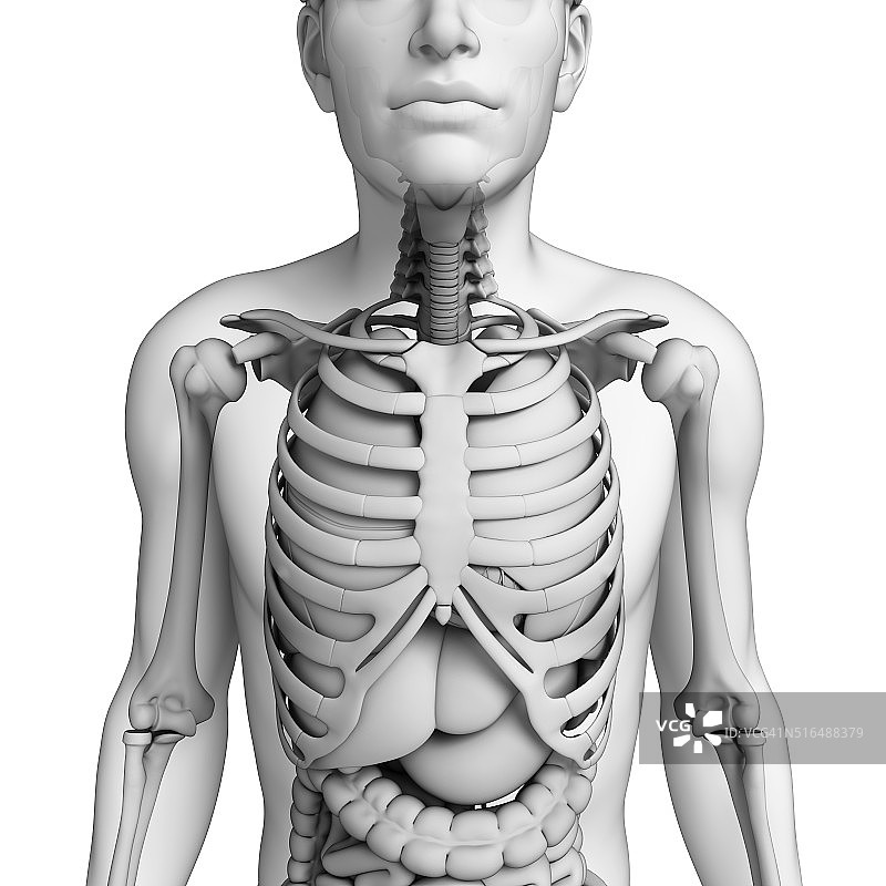 男性解剖的消化系统图片素材