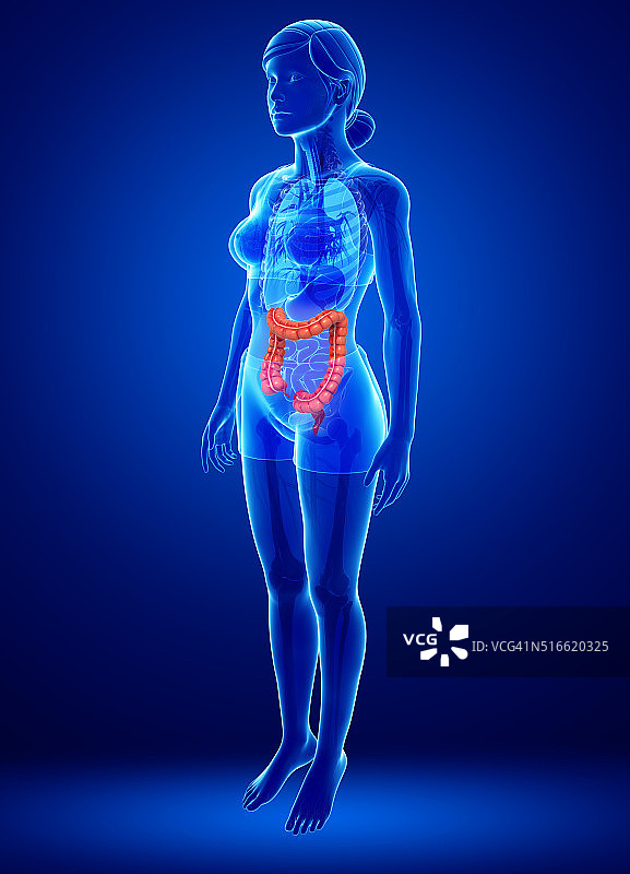 女性大肠解剖结构图片素材
