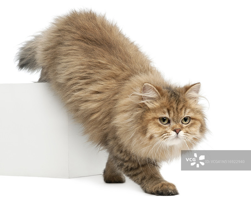 英国长毛猫：四个月大，白色背景图片素材