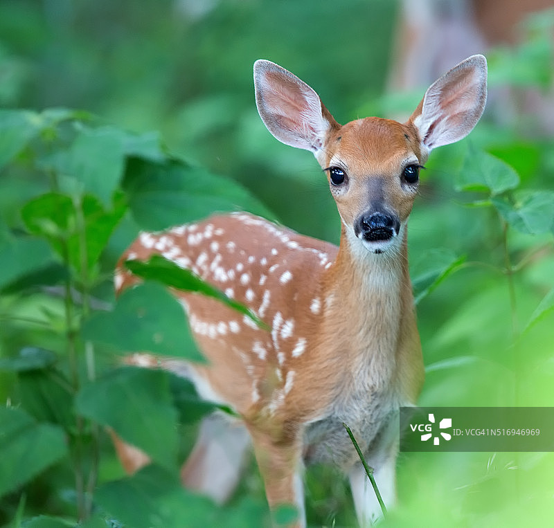 小鹿特写图片素材