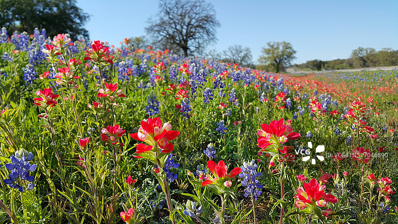 德克萨斯山区的蓝帽花和印度画笔野花图片素材