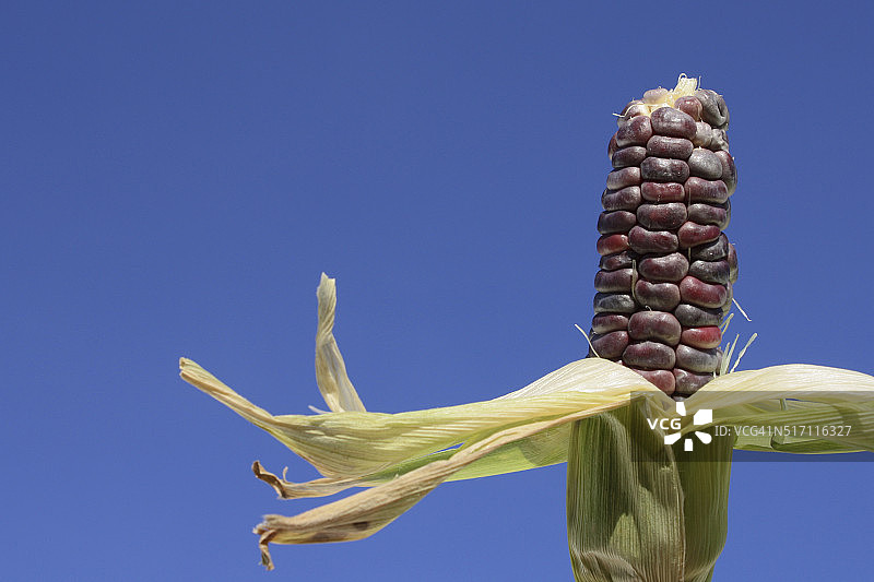 天空中的玉米图片素材