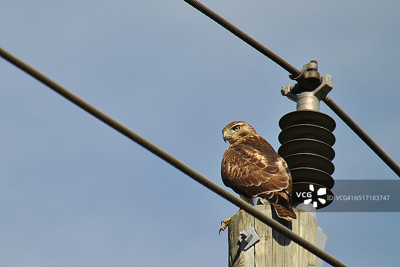 红尾鹰图片素材