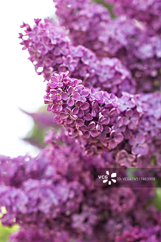 带有春天丁香花的绿色枝条图片素材