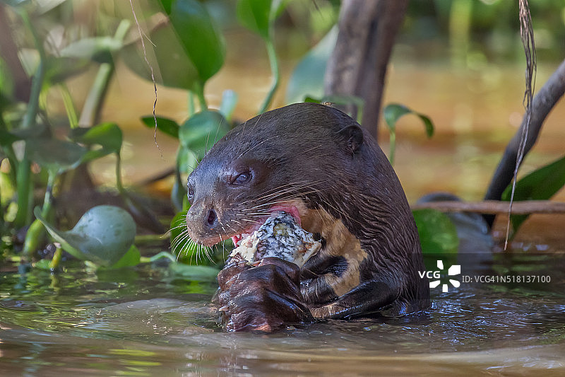 水獭吃鱼图片素材