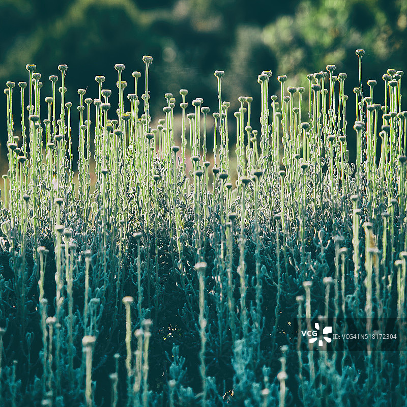 春日雏菊图片素材