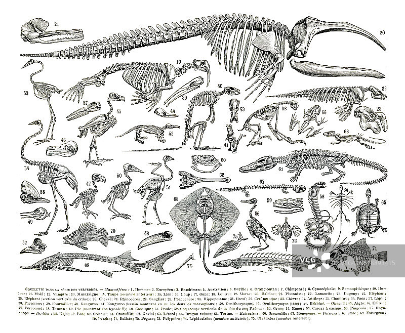 动物骨骼雕刻图片素材