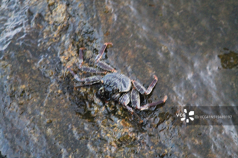 岩石上的螃蟹图片素材