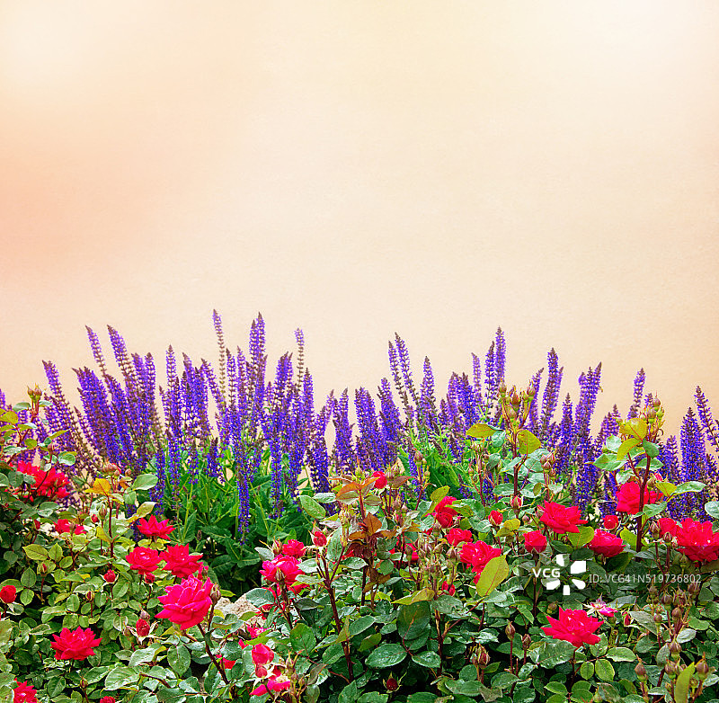 圣菲风格房屋的灰泥墙与紫色灌木图片素材