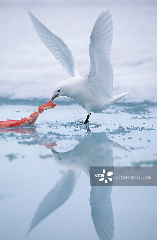 带有倒影的象牙鸥觅食图片素材