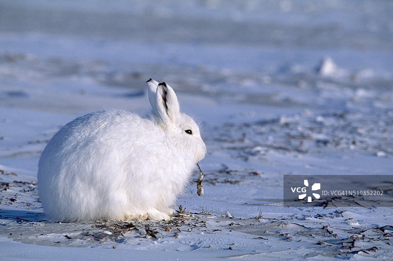 苔原上的北极兔图片素材