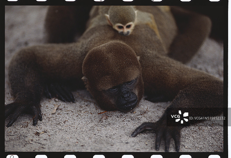 松鼠猴躺在绒毛猴身上图片素材