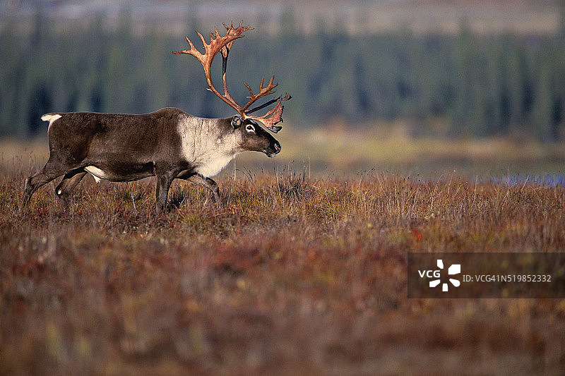 迁徙的北美驯鹿图片素材