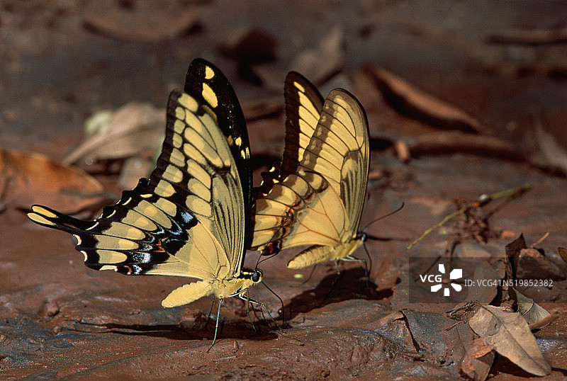 燕尾蝶图片素材