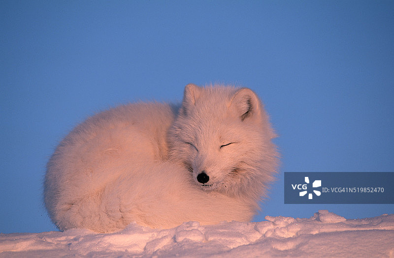 北极狐图片素材