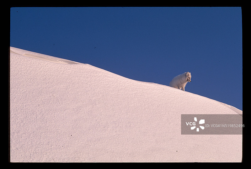 雪丘上的北极狐图片素材