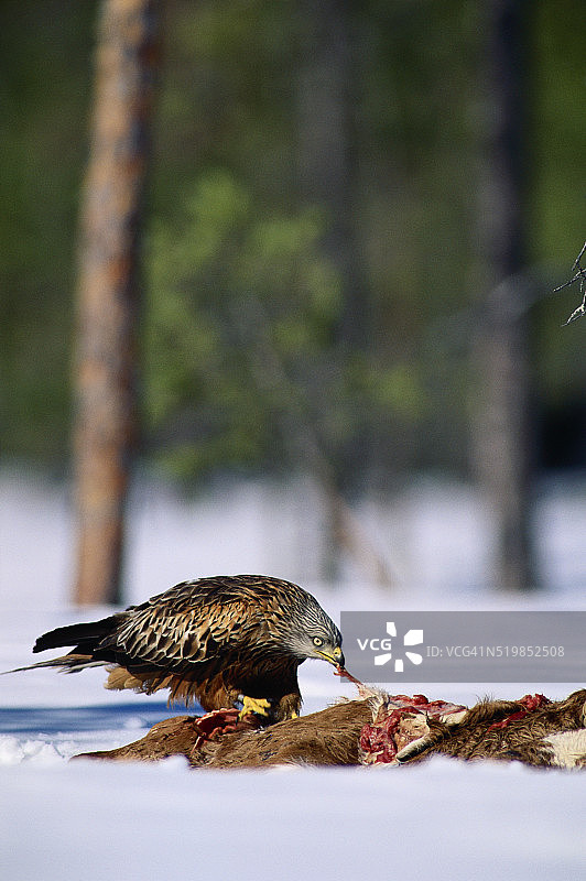 红风筝吃腐肉图片素材