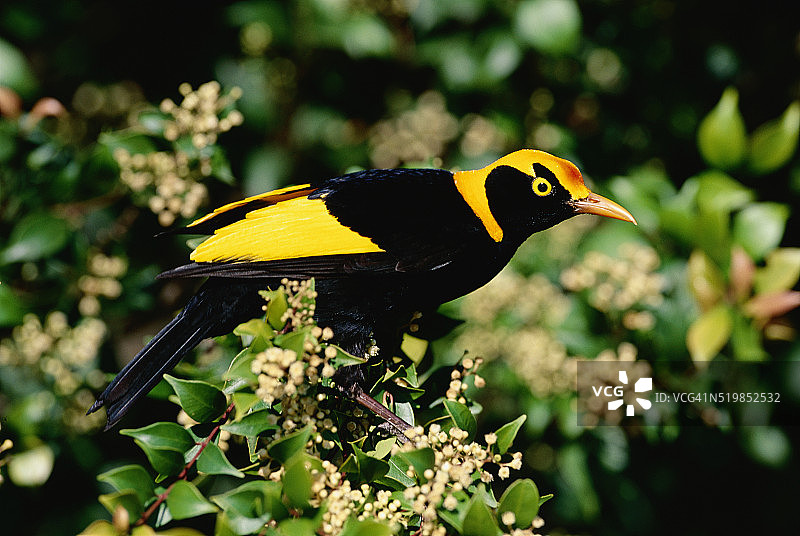 黄羽求偶期雄性园丁鸟图片素材