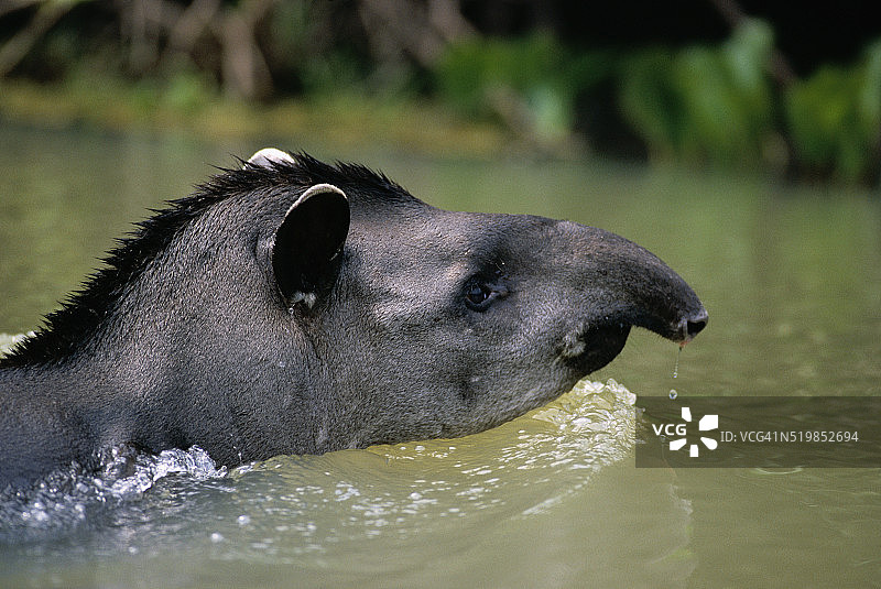 巴西貘（南美貘）游泳图片素材