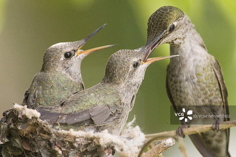 安娜蜂鸟妈妈喂食幼鸟图片素材