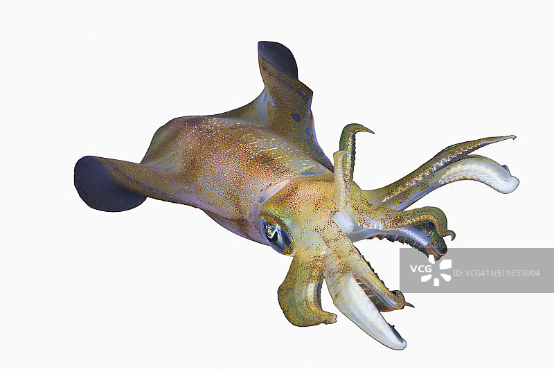 莱氏拟乌贼图片素材