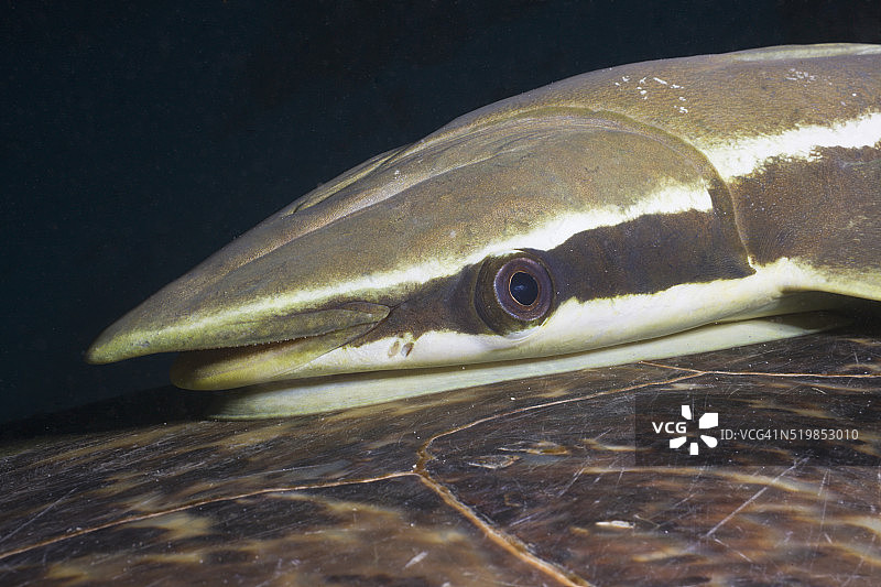 䲟鱼在海龟上（学名：Echeneis naucrates），埃及红海马尔萨阿拉姆图片素材