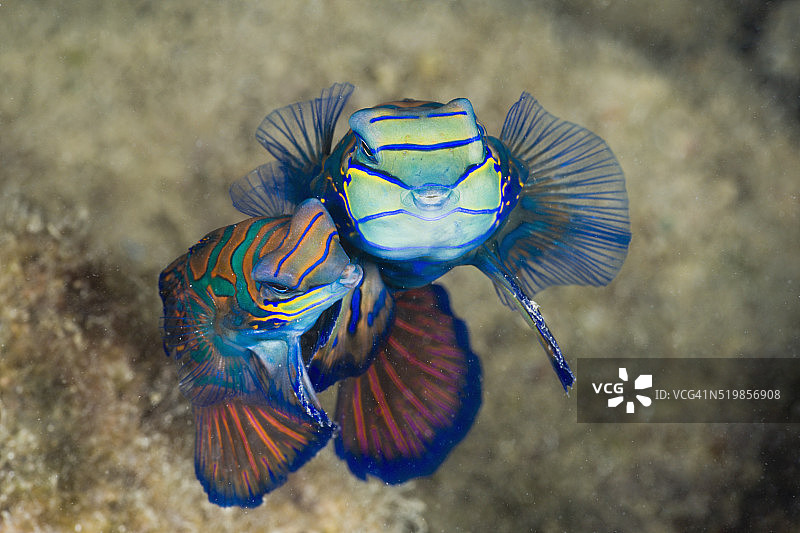 交配中的麒麟鱼，密克罗尼西亚，帕劳图片素材